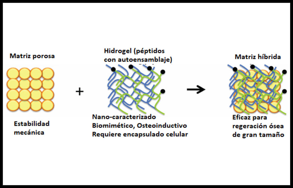 Matriz Ósea: Clave para Terapias Efectivas y Salud Ósea 2 matriz osea clave para terapias efectivas y salud osea
