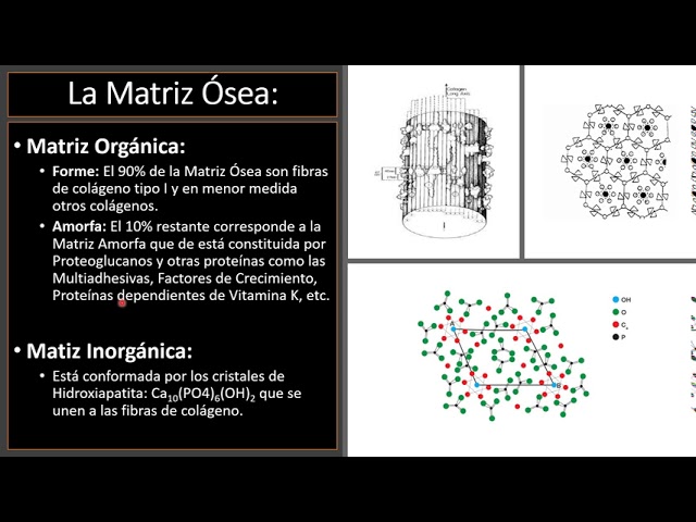 MATRIZ ÓSEA: COMPONENTES y CARACTERÍSTICAS FUNDAMENTALES 2 matriz osea componentes y caracteristicas fundamentales