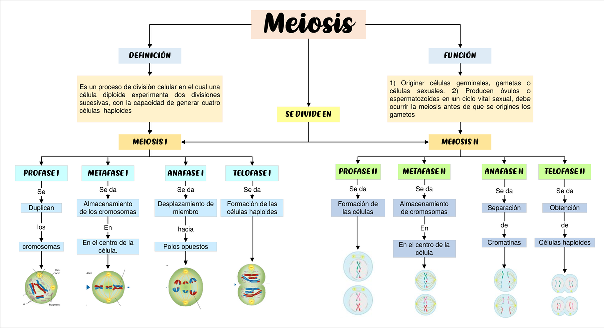 Meiosis: Descubre las 8 Fases Esenciales del Proceso 2 meiosis descubre las 8 fases esenciales del proceso