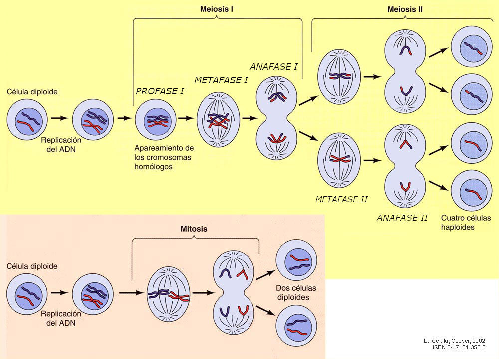 meiosis proceso fases y desarrollo esencial en madrid
