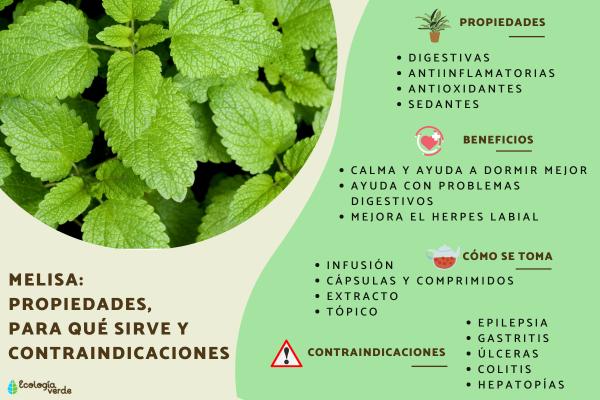 MELISA: 10 BENEFICIOS y CONTRAINDICACIONES que Debes Conocer 2 melisa 10 beneficios y contraindicaciones que debes conocer