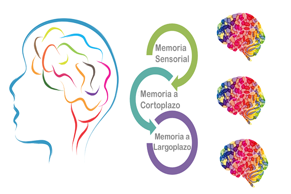 MEMORIA de TRABAJO: Descubre su IMPORTANCIA y FUNCIÓN 2 memoria de trabajo descubre su importancia y funcion