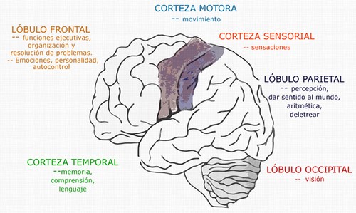 memoria iconica como funciona y su impacto en la mente