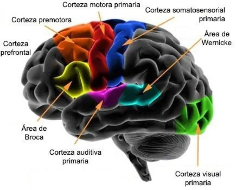 MEMORIA SEMÁNTICA: FUNCIONAMIENTO y TRASTORNOS Revelados 2 memoria semantica funcionamiento y trastornos revelados