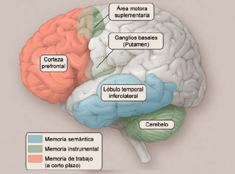 MEMORIA SEMÁNTICA: QUÉ ES FUNCIONAMIENTO y DEFINICIÓN CLARA 2 memoria semantica que es funcionamiento y definicion clara