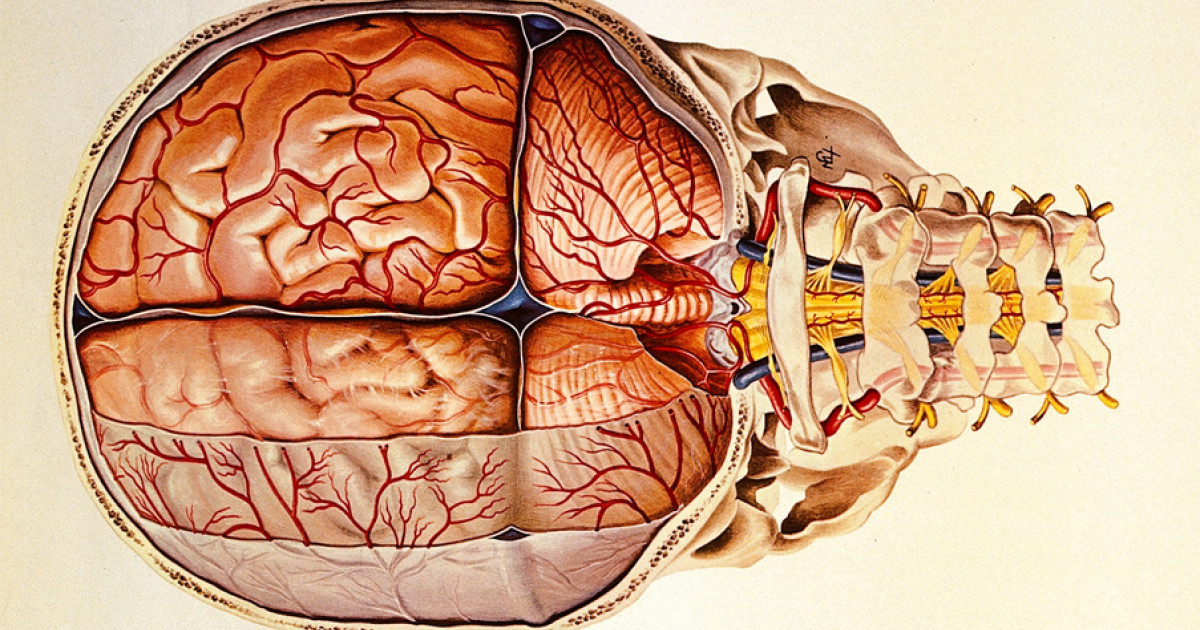 Meninges: Clave para la Protección y Salud del Cerebro 2 meninges clave para la proteccion y salud del cerebro