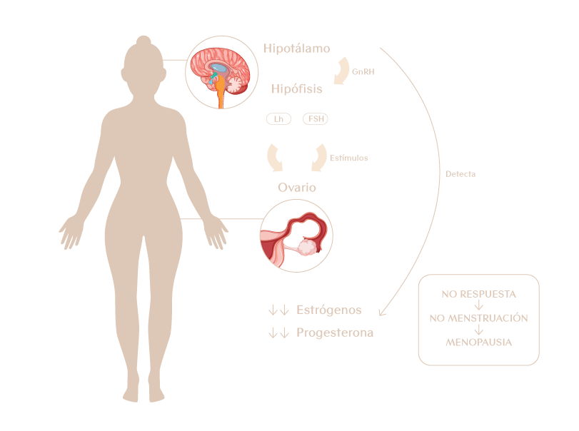 Menopausia: Qué Efectos Clave Causan los Cambios Hormonales 2 menopausia que efectos clave causan los cambios hormonales