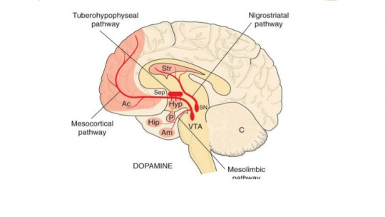 Mesocorticolimbic: Claves para Psicosis y Terapia Online 2 mesocorticolimbic claves para psicosis y terapia online