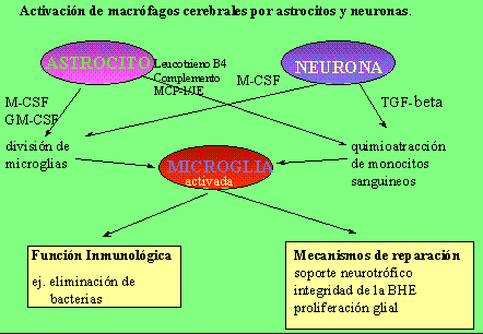microglia funciones clave y enfermedades relacionadas