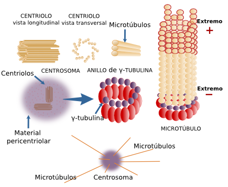 MICROTÚBULOS: FUNCIONES CLAVE y COMPOSICIÓN ESENCIAL 2 microtubulos funciones clave y composicion esencial