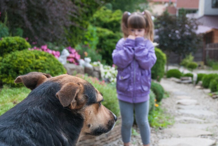 MIEDO a los ANIMALES - Descubre la ZOOFOBIA y sus TIPOS 2 miedo a los animales descubre la zoofobia y sus tipos
