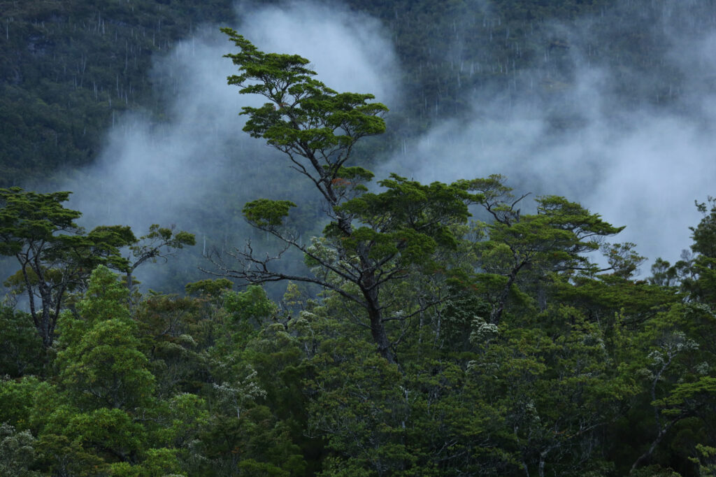 miedo a los bosques causas sintomas y soluciones efectivas