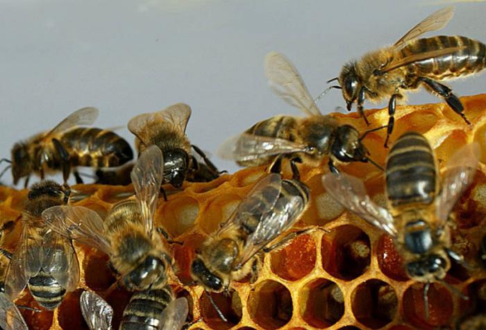 miel de abeja 10 beneficios y propiedades que sorprenden