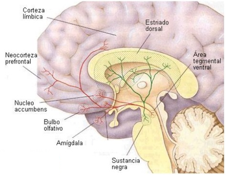 Mielencéfalo: Funciones Sorprendentes que Debes Conocer 2 mielencefalo funciones sorprendentes que debes conocer