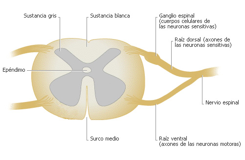 mielina que es y para que sirve en el axon descubrelo aqui