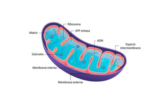 MITOCONDRIAS: Definición y Funciones CLAVE para tu SALUD 2 mitocondrias definicion y funciones clave para tu salud