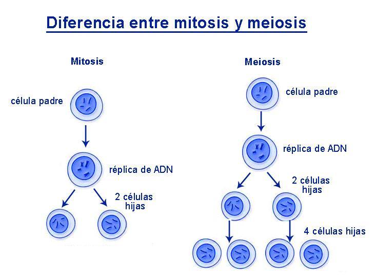 mitosis vs meiosis descubre las diferencias clave