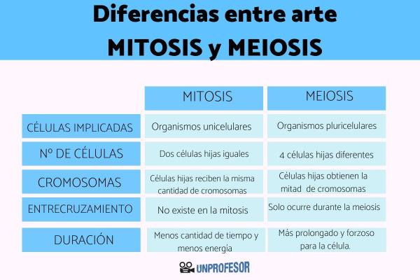 mitosis vs meiosis descubre sus claves y semejanzas