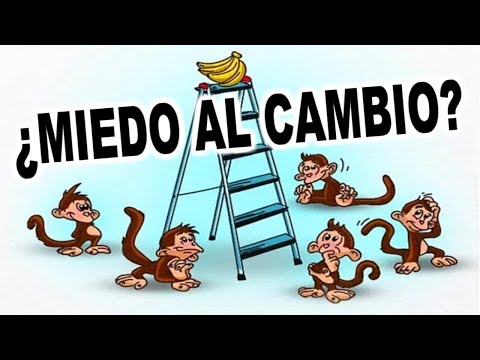 Monos y Bananas: El Impactante Experimento que Reveló Todo 2 monos y bananas el impactante experimento que revelo todo