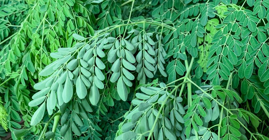 Moringa: DESCUBRE sus PROPIEDADES y BENEFICIOS ESENCIALES 2 moringa descubre sus propiedades y beneficios esenciales