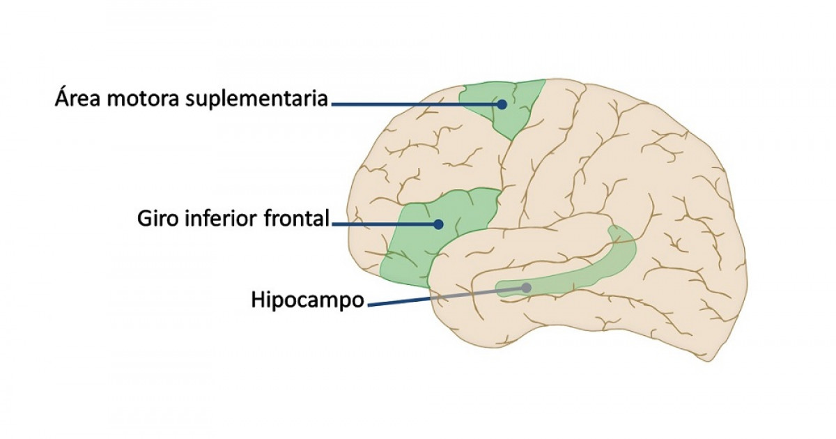 MOTOR CORTEX: FUNCIONES CLAVE y su IMPORTANCIA en Madrid 2 motor cortex funciones clave y su importancia en madrid
