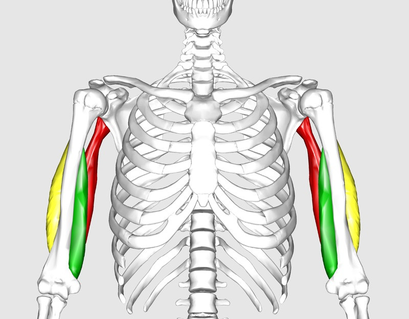 MÚSCULOS ANTIGRAVITATORIOS: Tipos y FUNCIONES ESENCIALES 2 musculos antigravitatorios tipos y funciones esenciales