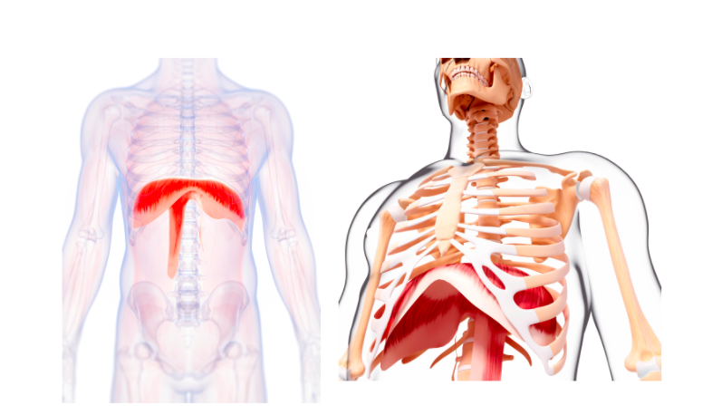 musculos de la respiracion en madrid descubre su funcion