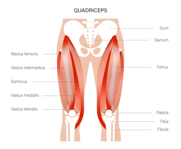 MÚSCULOS DE LAS PIERNAS: NOMBRES y FUNCIONES ESENCIALES 2 musculos de las piernas nombres y funciones esenciales