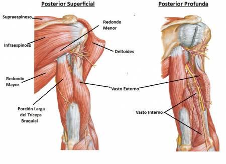MÚSCULOS DEL BRAZO: CLASIFICACIÓN y FUNCIONES ESENCIALES 2 musculos del brazo clasificacion y funciones esenciales