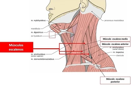 Músculos del Cuello: Tipos y Funciones Esenciales 2 musculos del cuello tipos y funciones esenciales