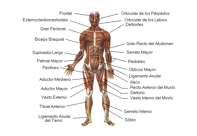 Músculos del Cuello: Ubicación y Funciones Clave Reveladas 3 musculos del cuello ubicacion y funciones clave reveladas