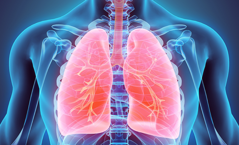 Músculos Respiratorios: Clave para Tu Salud y Bienestar 2 musculos respiratorios clave para tu salud y bienestar