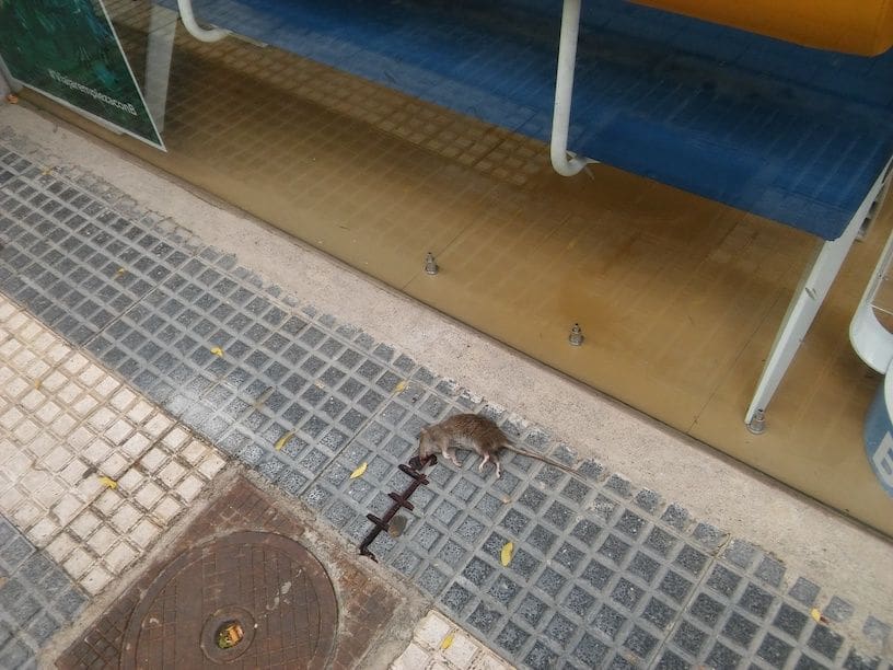 Musofobia: Por qué tememos a los ratones Descubre la verdad 2 musofobia por que tememos a los ratones descubre la verdad