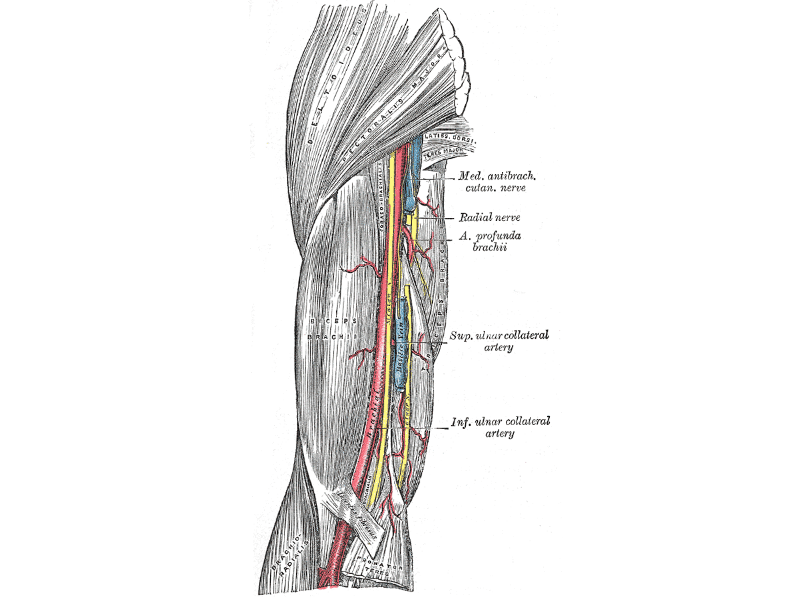 Nervio Radial DEL BRAZO: Descubre SU RECORRIDO y FUNCIONES 2 nervio radial del brazo descubre su recorrido y funciones