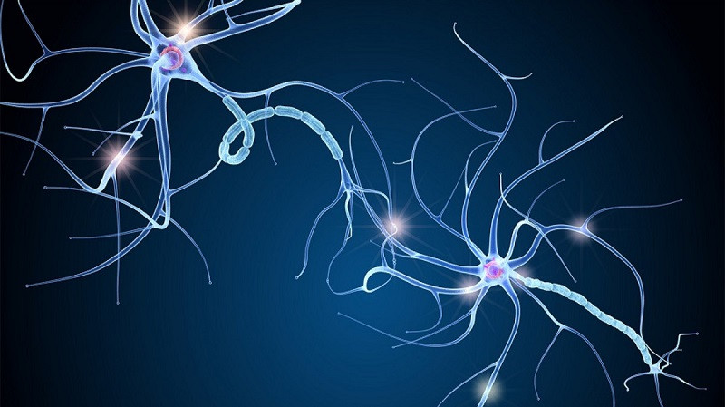 Neural Pruning: PROCESO y ENFERMEDADES Asociadas en Madrid 2 neural pruning proceso y enfermedades asociadas en madrid