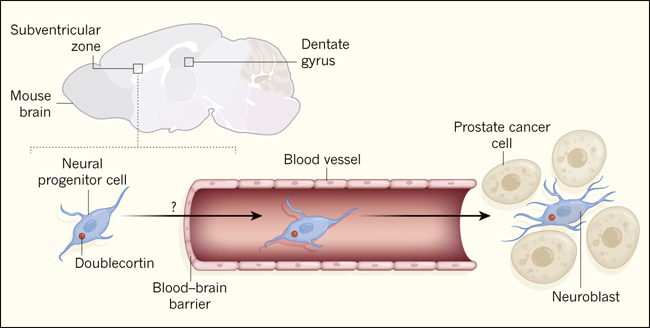 NEUROBLASTOS: CLAVE en el DESARROLLO de CÉLULAS NERVIOSAS 33 neuroblastos clave en el desarrollo de celulas nerviosas