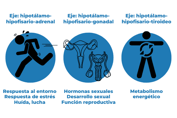Neuroendocrino: Funciones Clave y Terapia Online en Madrid 2 neuroendocrino funciones clave y terapia online en madrid