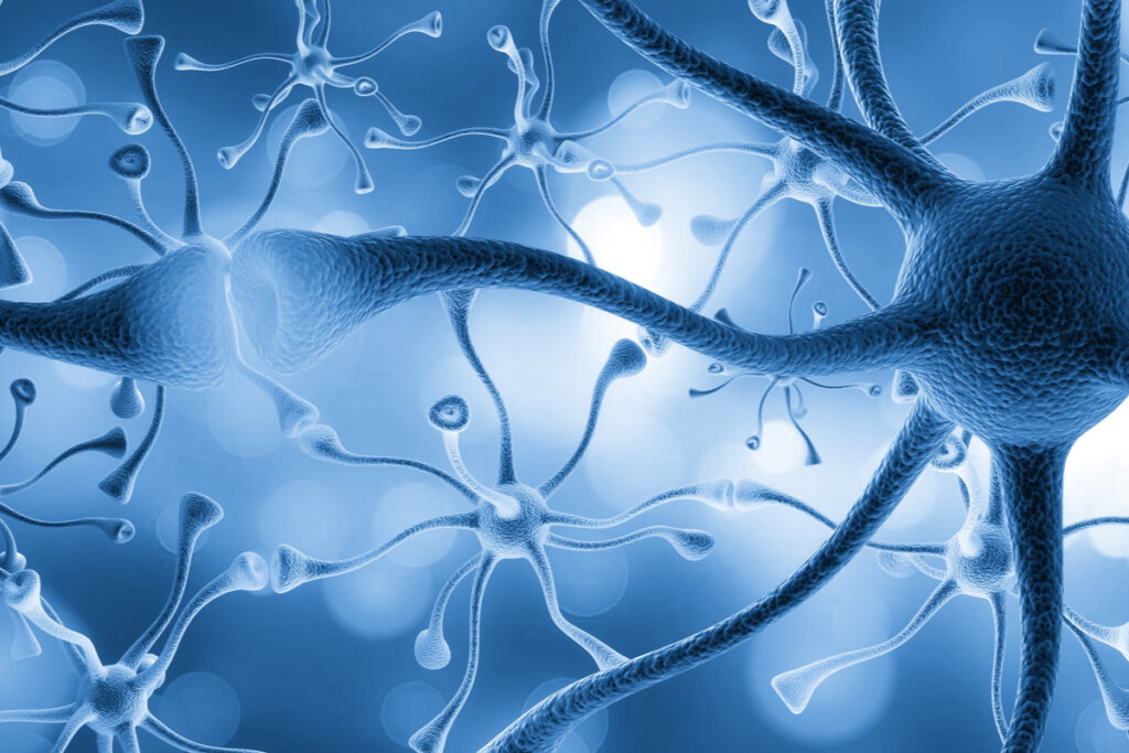 Neurogénesis: Cómo se Crean Nuevas Neuronas en Madrid 20 neurogenesis como se crean nuevas neuronas en madrid