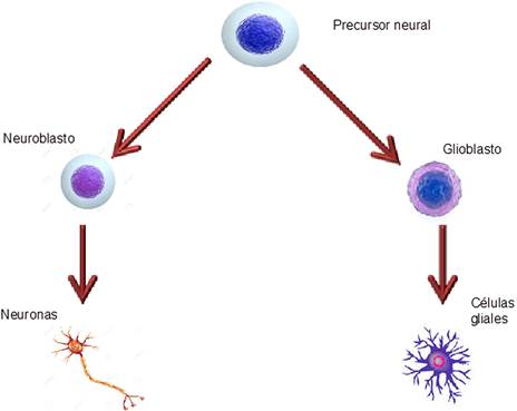 Neurogénesis: QUÉ ES y por QUÉ es IMPORTANTE para tu CEREBRO 15 neurogenesis que es y por que es importante para tu cerebro