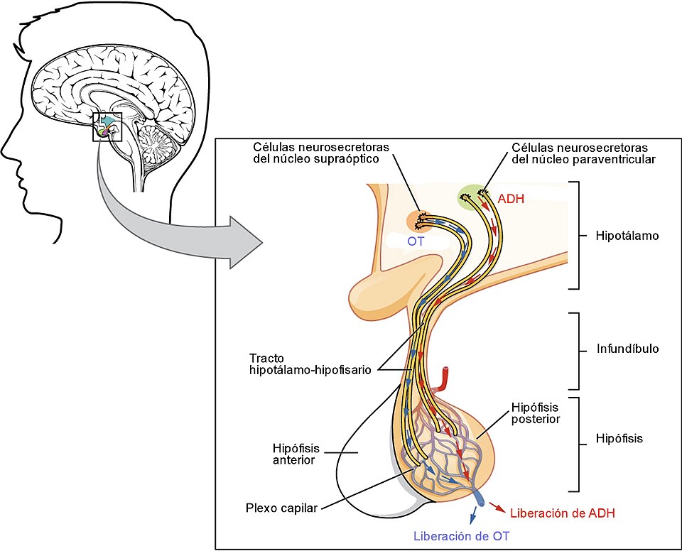 NEUROHIPÓFISIS: ESTRUCTURA, FUNCIONES y ENFERMEDADES CLAVE 15 neurohipofisis estructura funciones y enfermedades clave