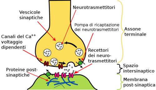 NEUROMUSCULAR: Definición CLARA y EJEMPLOS ESENCIALES 2 neuromuscular definicion clara y ejemplos esenciales