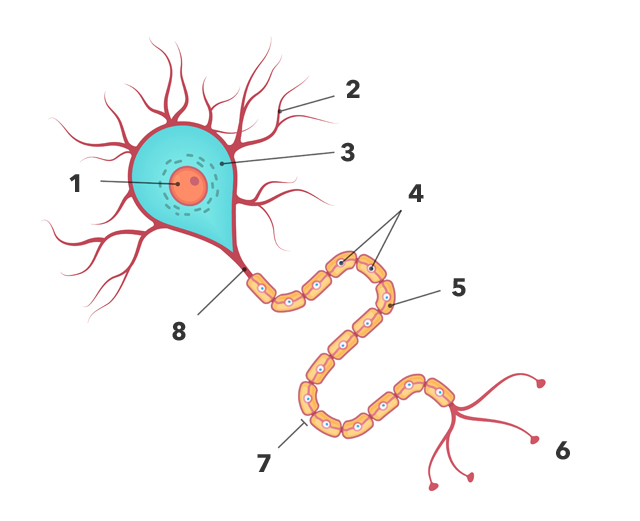 Neuronas: CÓMO FUNCIONAN y su IMPORTANCIA en la MENTE 2 neuronas como funcionan y su importancia en la mente