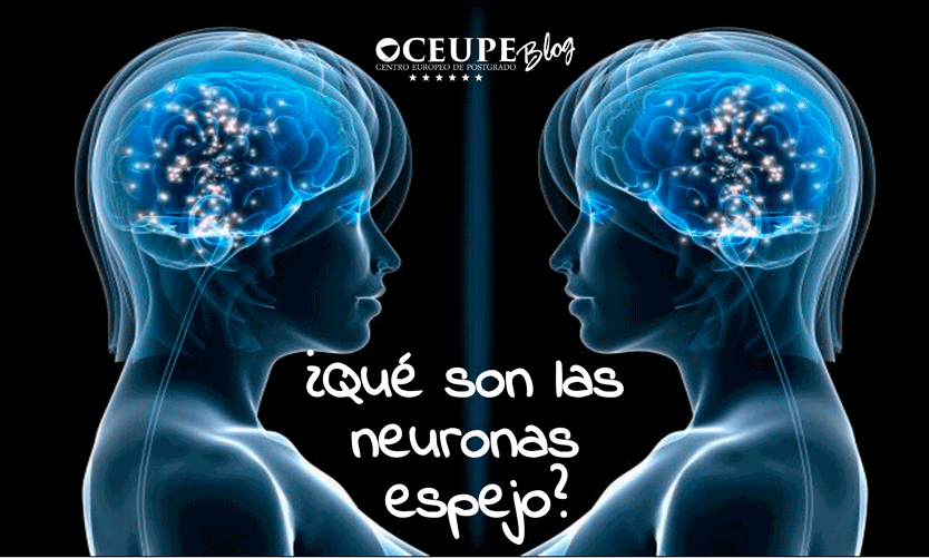 Neuronas Espejo: DESCUBRE su INFLUENCIA en tus EMOCIONES 2 neuronas espejo descubre su influencia en tus emociones