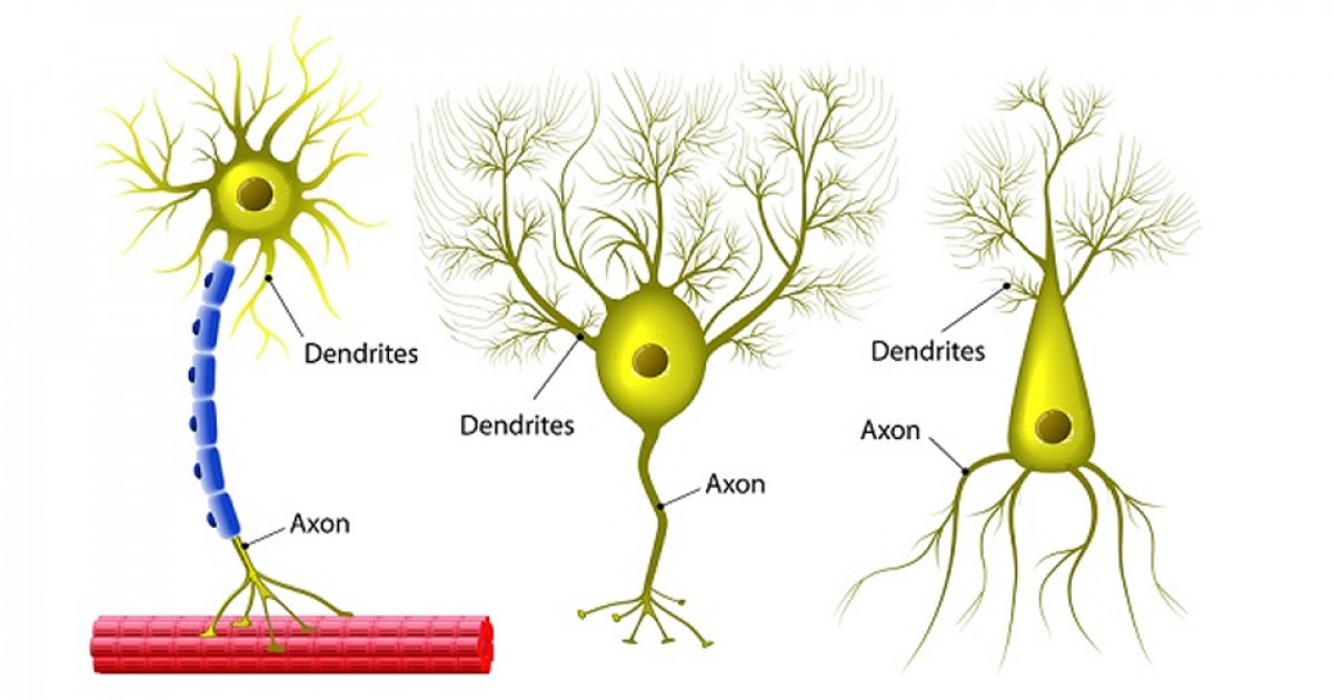 Neuronas Multipolares: Tipos y Funciones Clave para tu Salud 2 neuronas multipolares tipos y funciones clave para tu salud
