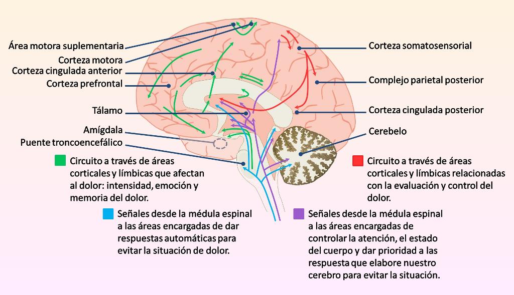 Neuronas y Células Gliales: Su Impacto Revelador en Madrid 2 neuronas y celulas gliales su impacto revelador en madrid