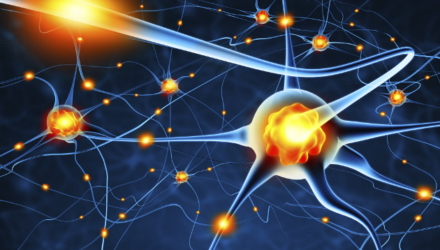 Neuronas y SINAPSIS: DESCUBRE su Impacto en el CEREBRO 2 neuronas y sinapsis descubre su impacto en el cerebro