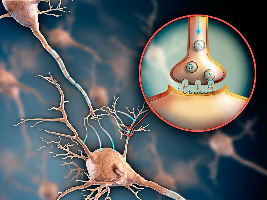 Neurotransmisores y Ansiedad: Descubre su Impacto en Madrid 2 neurotransmisores y ansiedad descubre su impacto en madrid
