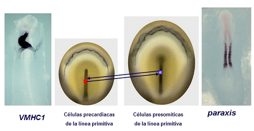 Neurulación: DESCUBRE el PROCESO CLAVE del TUBO NEURAL 2 neurulacion descubre el proceso clave del tubo neural