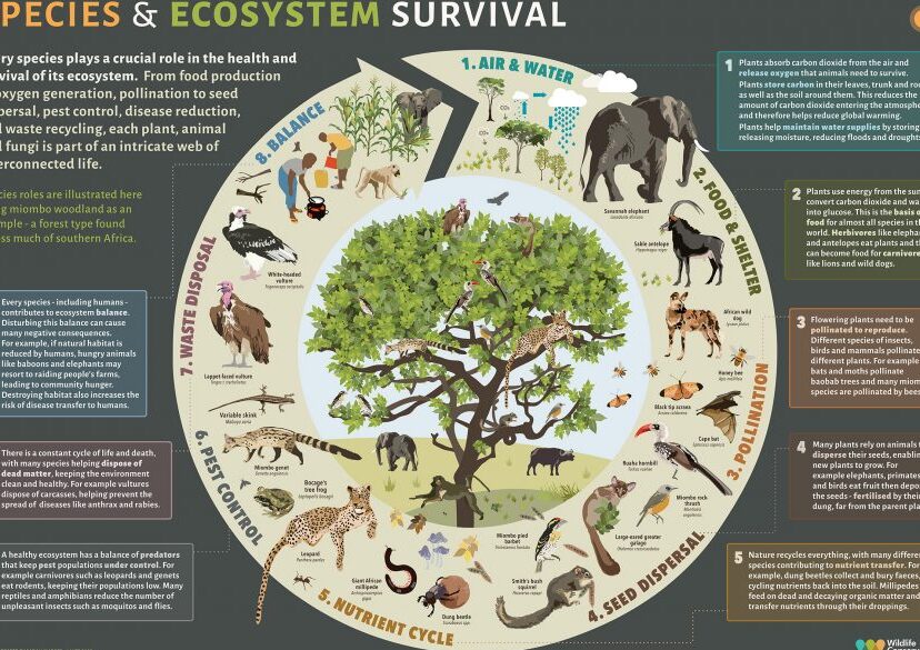 Nicho Ecológico: Su Impacto Esencial en la Naturaleza 2 nicho ecologico su impacto esencial en la naturaleza