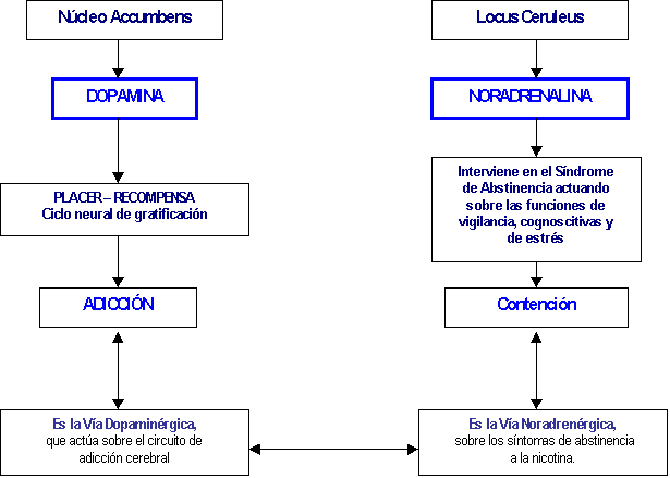 NICOTINA: QUÉ ES y CUÁLES son sus EFECTOS en el ORGANISMO 2 nicotina que es y cuales son sus efectos en el organismo